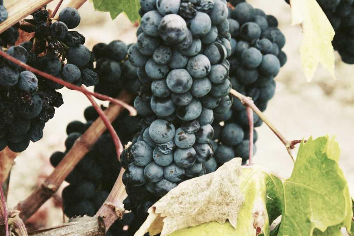 Cumque repellat eligendi molestiae commodi aliquid sapiente sunt ab ut quisquam